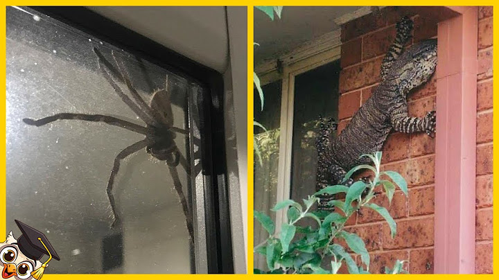 10 Animaux Effrayants Trouvés dans les Maisons