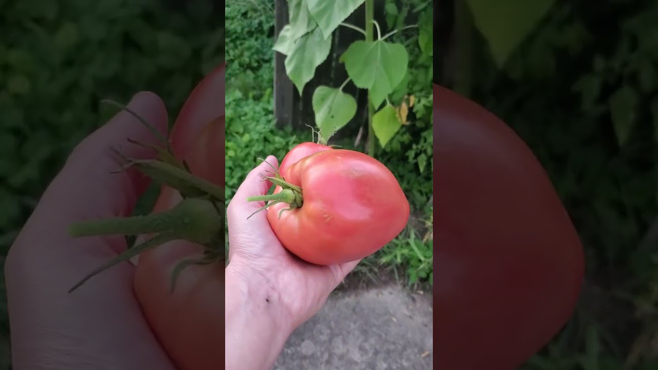 Late August 2023 Sunflower  and Hungarian Heart tomato time