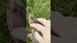 Dumb guy finds a snapping turtle on the sidewalk