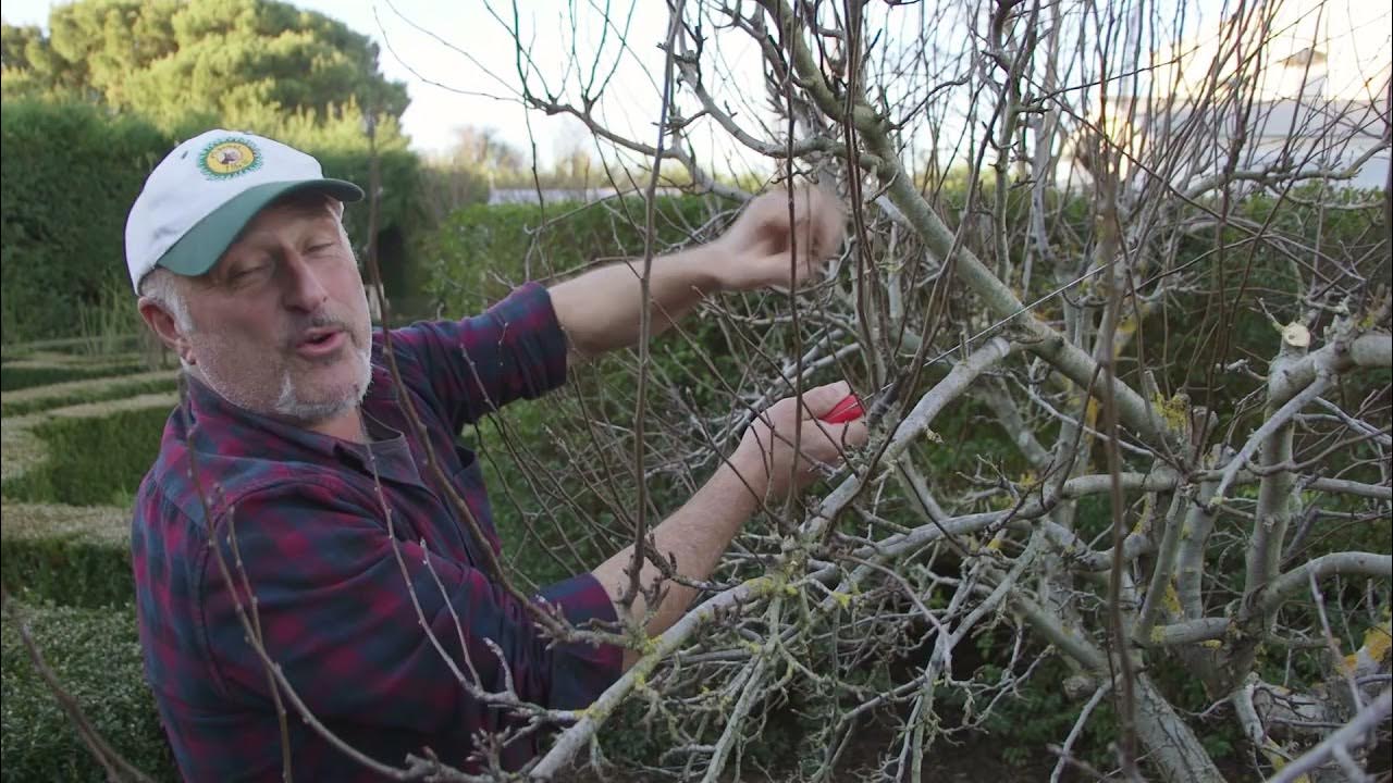 How to prune an advanced pear tree YouTube