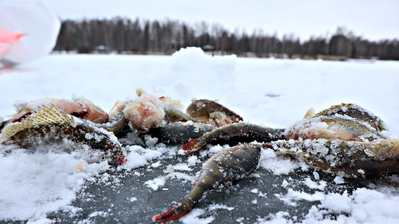 Лов зимой. Жор рыбы. Ледяной охотник рыба. Зимняя рыбалка рыба на льду. Зимняя рыбалка лед лом.