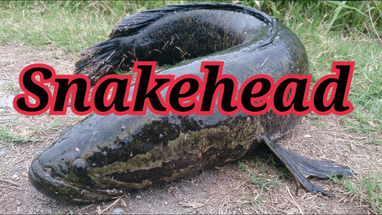 雷魚釣り ライギョ釣り Snakehead Fishing Youtube