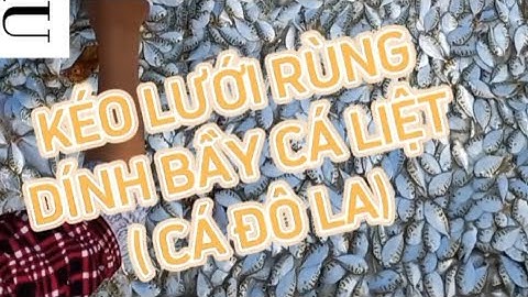 VŨNG TÀU, KÉO LƯỚI RÙNG, ngư dân dính bầy cá Đô-la ( USD), nhiều cá mà giá thấp, 2000 -3000 đ/1kg.