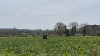 Gros sanglier/Tirs de sangliers au poste/2023/Breizh'Hunt