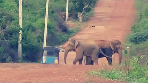 The wild elephant is about to attack tuk tuk