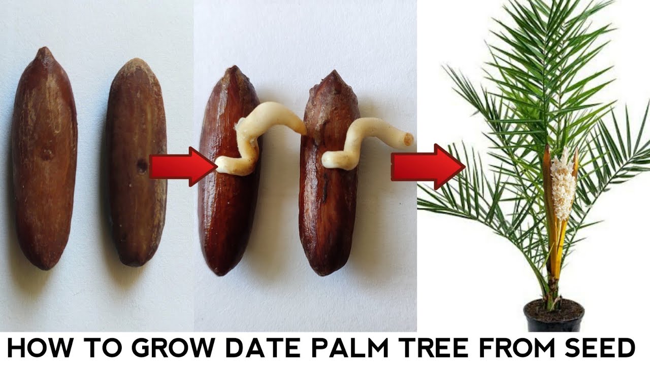 How to grow date plam tree from seeds dates seeds germination method