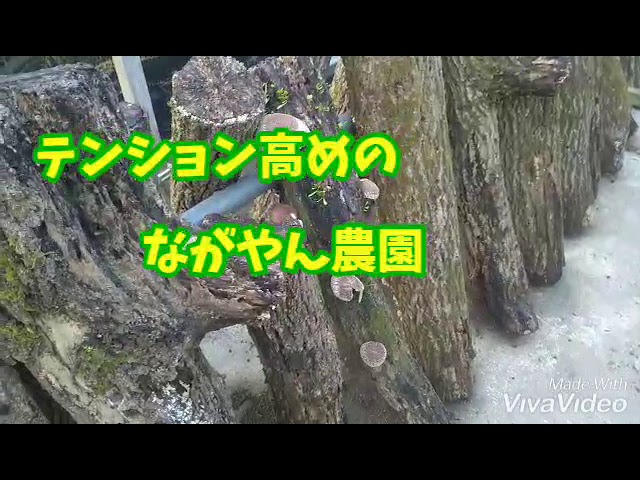 シイタケの原木栽培 初収穫 とナメクジ対策 Youtube