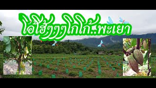 กว๊านพะเยาโกโก้ฟาร์ม