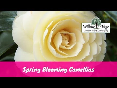 Spring Blooming Camellias Youtube