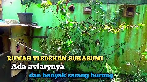 Sukses ternak burung tledekan gunung di dalam kandang aviary