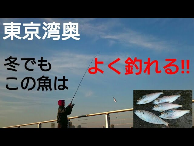 東京湾奥 なかなか釣れない冬の今の時期でもこの魚はよく釣れる Youtube