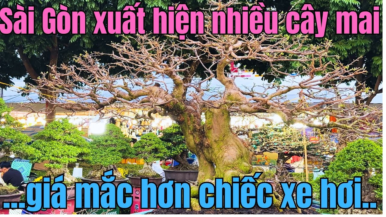 Xuất hiện loạt cây cảnh bạc tỷ khu Tên Lửa||Hội hoa xuân phường An Lạc||Kỳ hoa dị thảo Tết Bính Ngọ