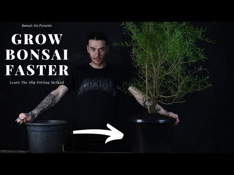 How To Slip Pot Bonsai - (2019) FASTER GROWING BONSAI
