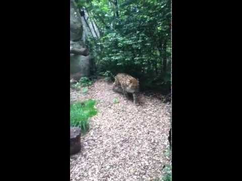 Amur leopard