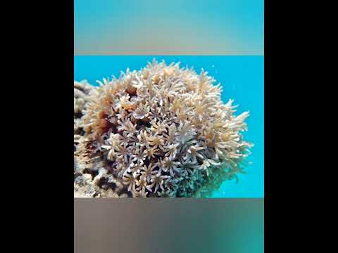أكثر خمس أحجار كريمة ذكرت في القرآن معلومات إسلامية   قرآن اعرف اكتر
