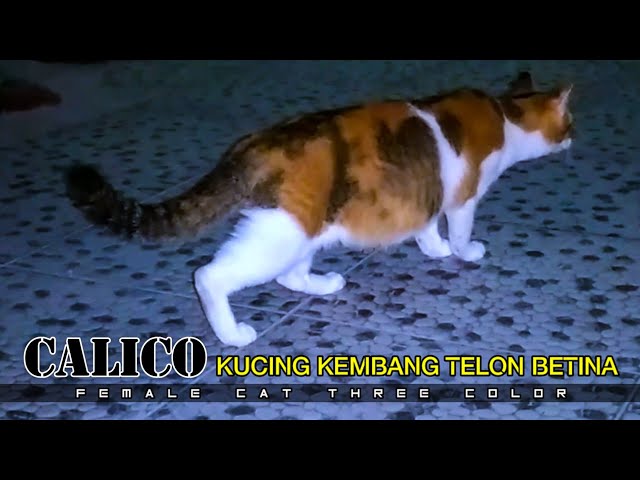 calico cat || kucing kembang telon betina || female cat three color class=