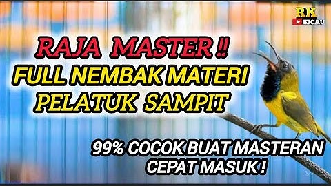 SOGON GACOR NEMBAK MATERI PELATUK SAMPIT !! 100% Cocok Buat Masteran Sogon Bahan Ombyokan