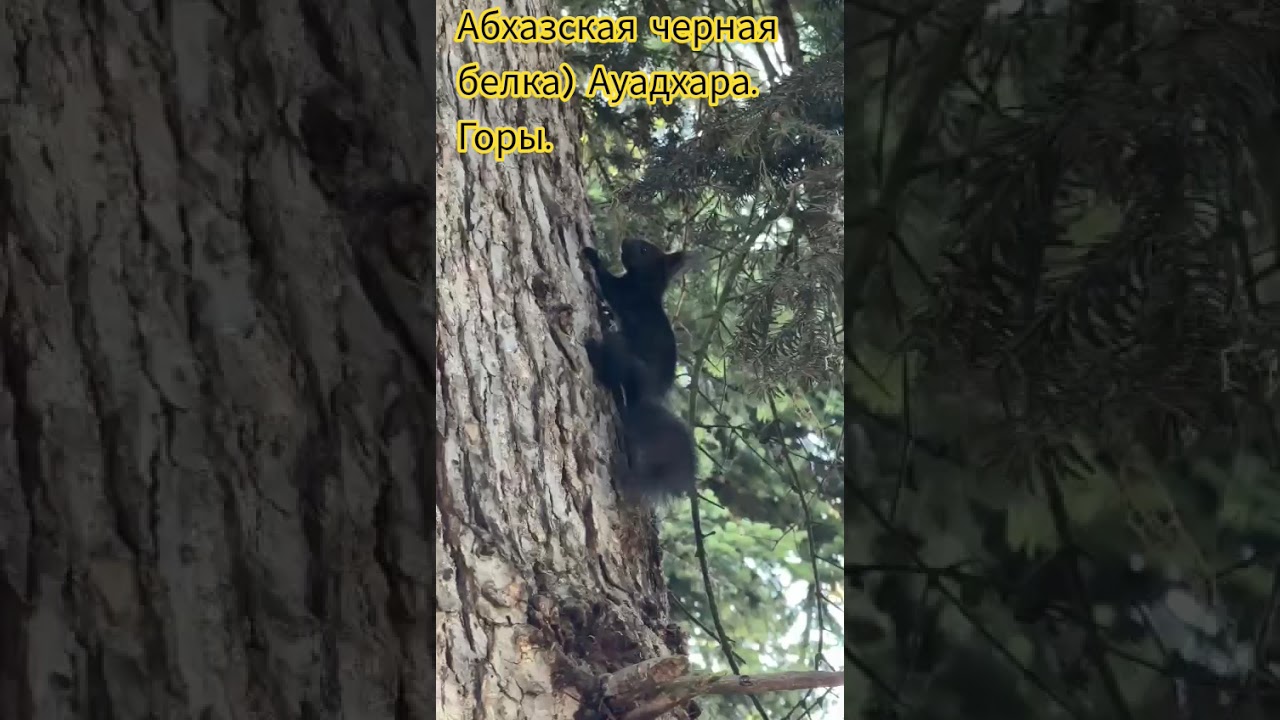 Абхазская черная белка в горах Ауадхара. 