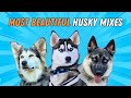 The Most Beautiful Husky Mixes You Ll Ever See 