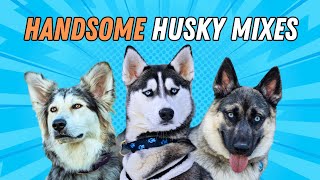 13 Most Beautiful Husky Mixes **Handsome Huskies**