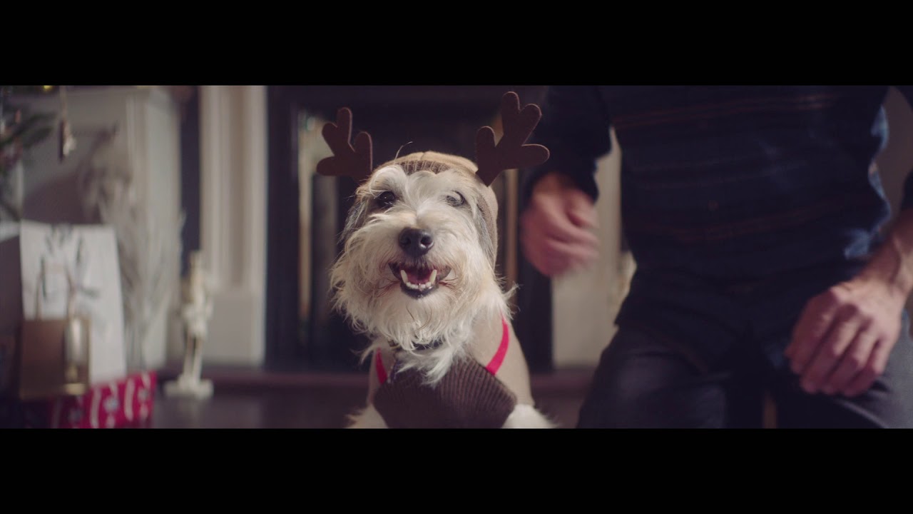 Dodger the Dog Matalan Christmas Advert Teaser 2017 YouTube