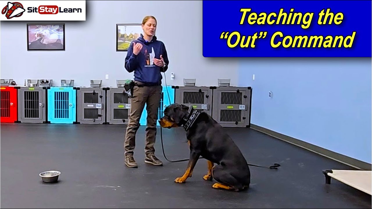 Dog Training - Teaching the Out Command Part 8 - YouTube