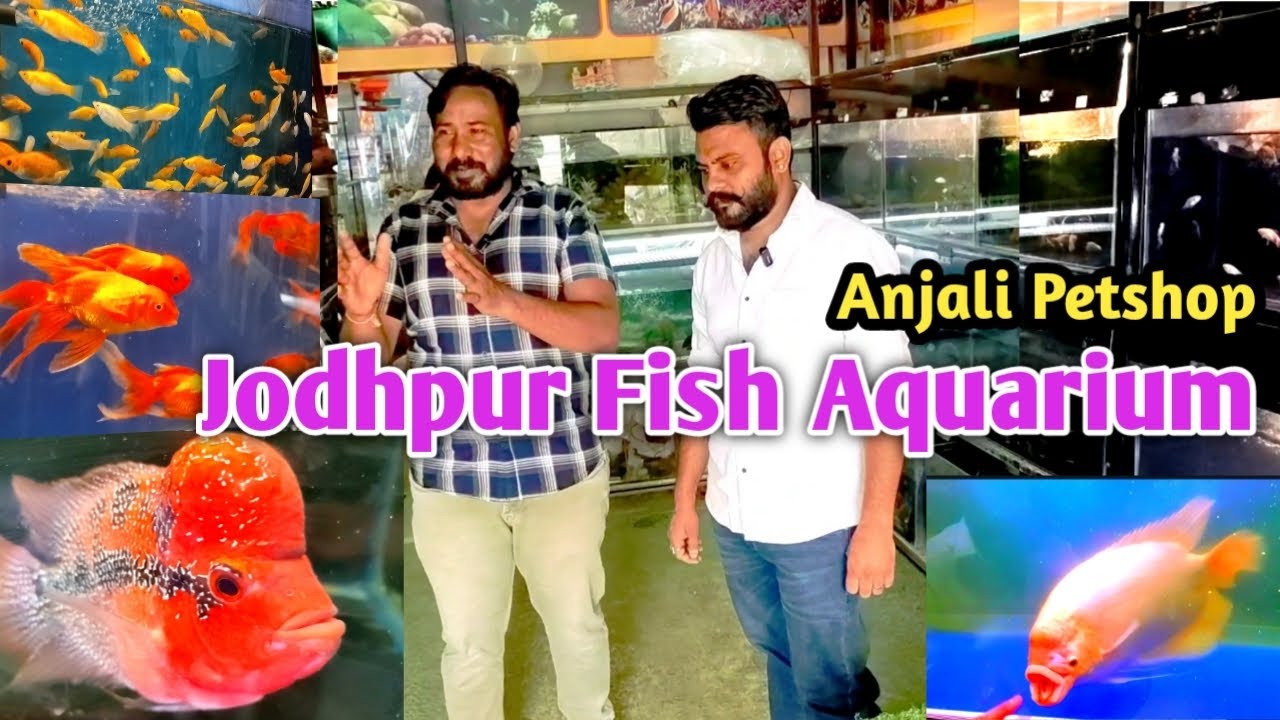 Jodhpur Fish Aquarium Anjali // anjali jodhpur