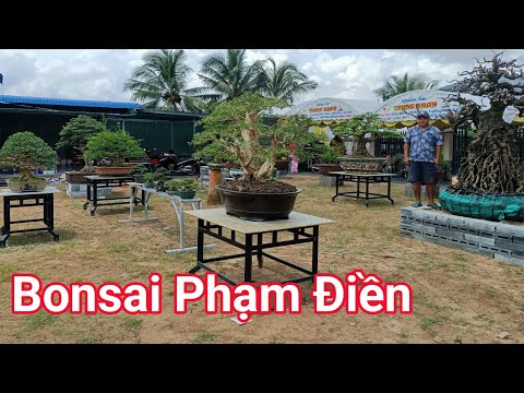 Video Khai trương vườn Bonsai Phạm Điền dàn cây chất lượng... - youtube