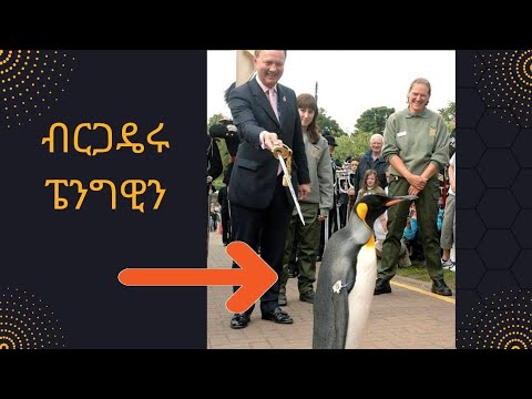 ቪዲዮ: ፔንግዊኖች በቁመው ይተኛሉ?