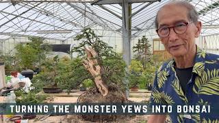 Turning The Monster Yews Into Bonsai