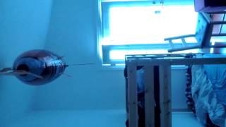 Fish Blimp at Chez JJ