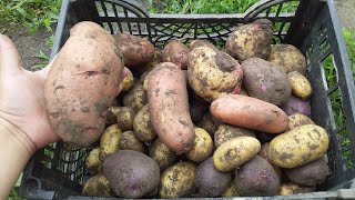 Врожай картоплі середина літа.Ред Скарлет,Пікассо,Гранада,Рів'єра