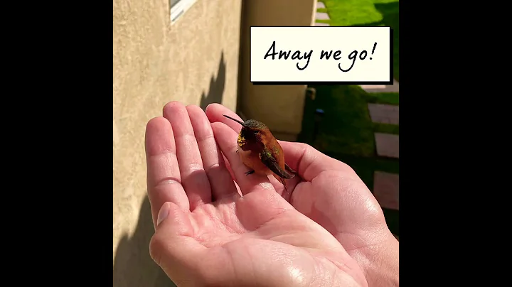 Up close hummingbird feeding, rescuing back to hea...