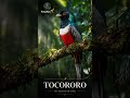 ¿Has visto alguna vez estas aves cubanas? 🐦👀 #aves #cuba #increible