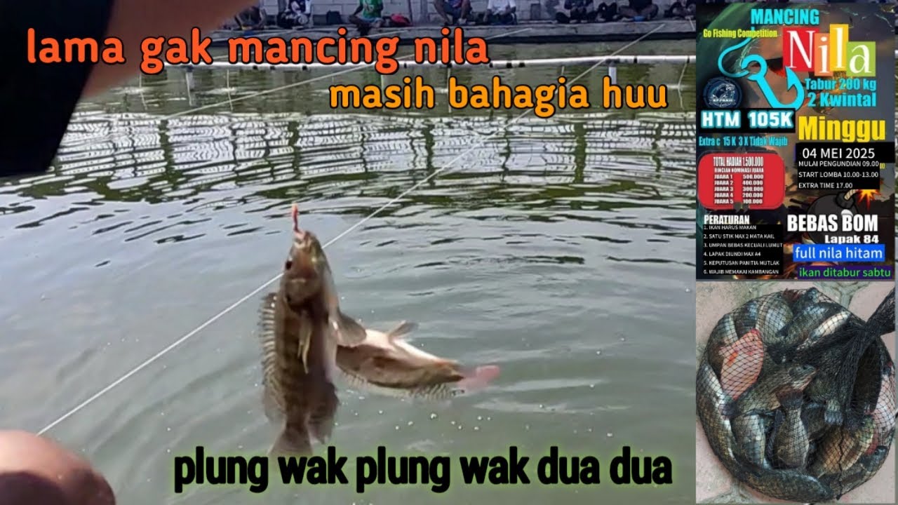 Lomba ikan nila di kp panji .. Panen ikan nila sayang gak juara🥲