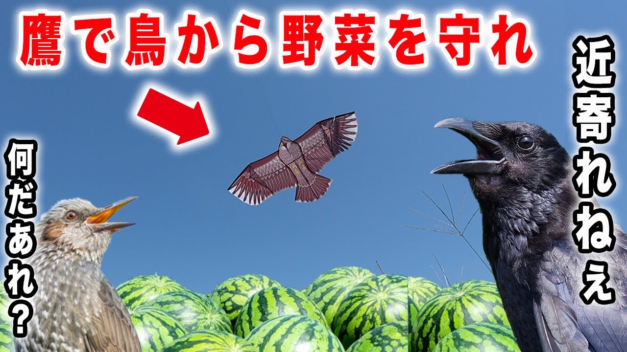 Bird damage prevention] Aiming for zero bird damage! What are the