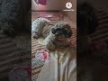 #coko ki masti #shitzu_lover #shitzu #puppy #puppylife #pets