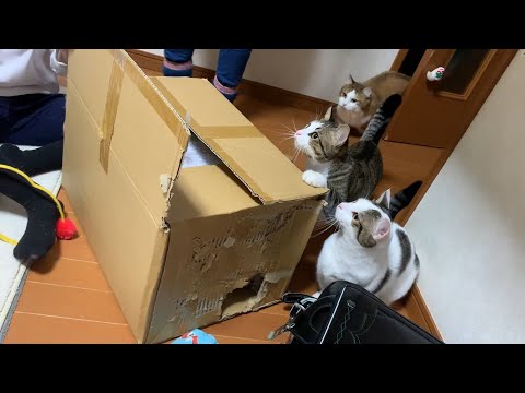長い間、猫が寝ていた箱を開けてみました