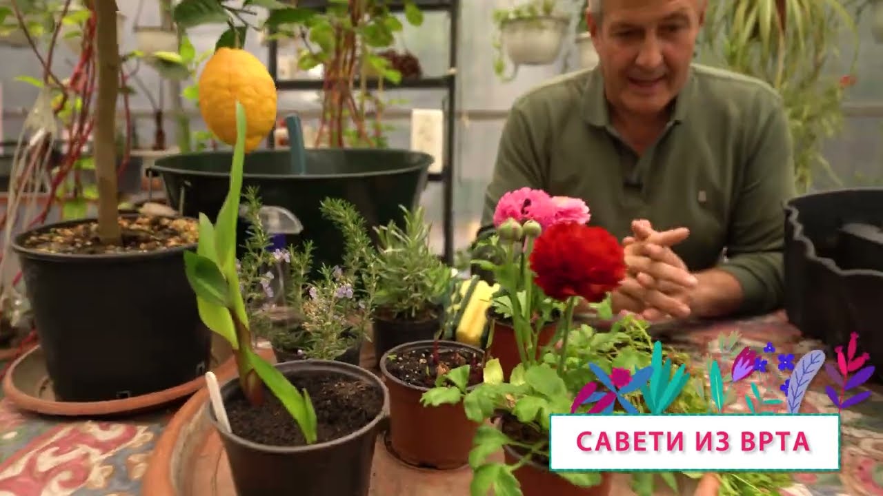 Cvetni kutak ep. 293 19.06.2025. Rununkulus, tamjanika, Vila 