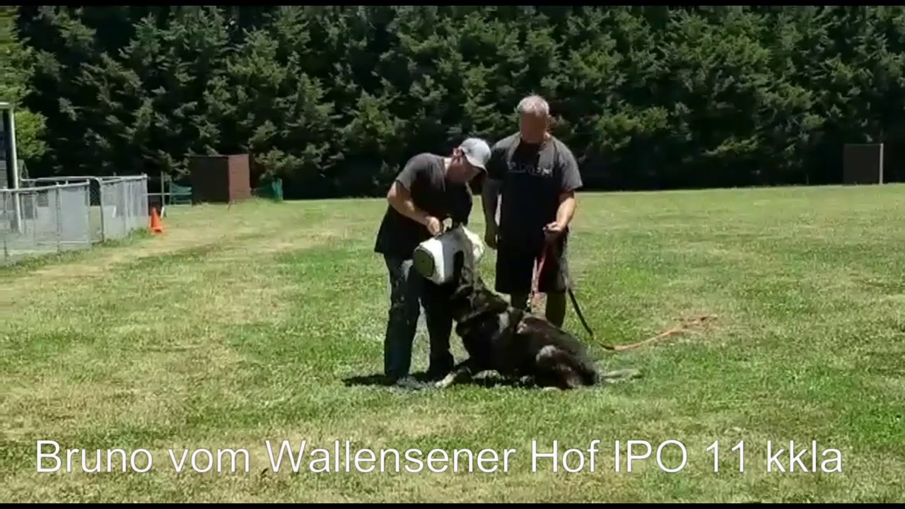 Bruno vom Wallensener Hof IPO 11 Kkla Import Germany at Von Forell - Kris Kotsopoulos