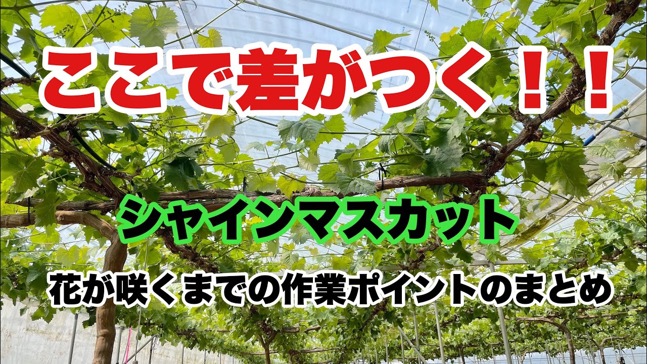 【シャインマスカット生育状況】花が咲くまでの作業ポイントのまとめ