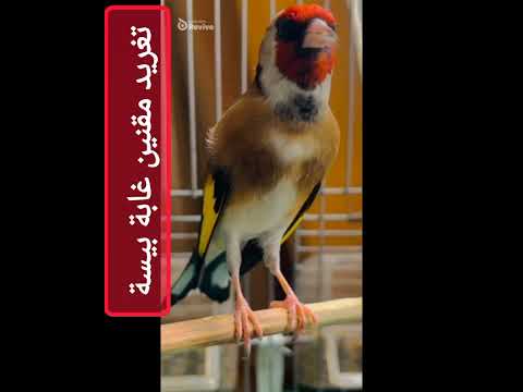 Chant Du Chardonneret تغريد طائر الحسون جزائري قديم جدا من غابة شلف