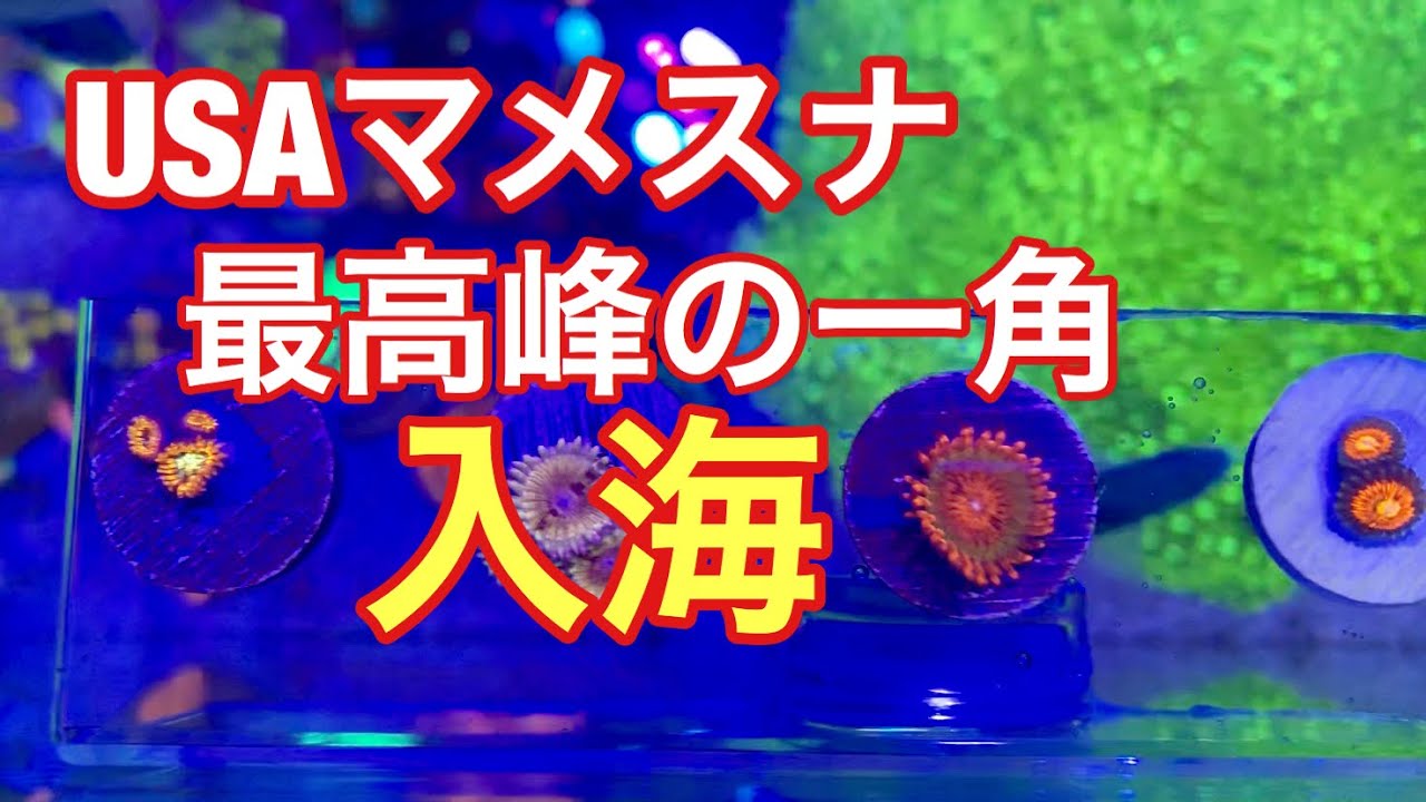 USAマメスナ 最高峰の一角クラカトア入海  その他USAマメスナ3種類    海水水槽