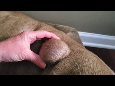 วีดีโอ: Dog Cyst On Gums - Cyst บนเหงือกของ Dog