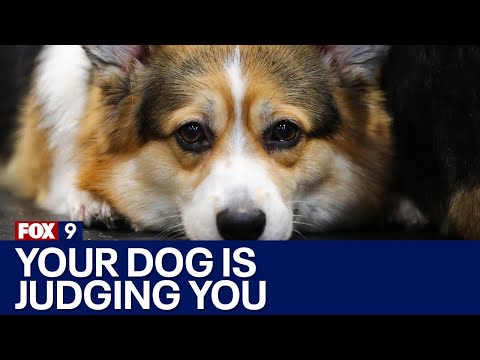 Video: Pētījums rāda, ka jūsu suns var turēt grūdienu pret tiem, kas ir izdarījuši jūs nepareizi