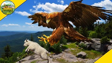 Most Spectacular Eagle Attacks Caught On Camera