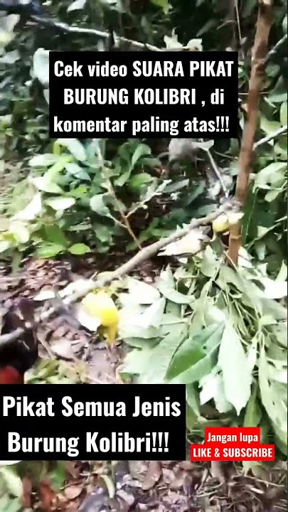Suara pikat burung kolibri paling ampuh, cek komentar paling atas
