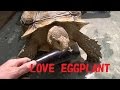 tortoise loves eggplant リクガメ　飼育　かわいい　ナス大好き　sulcata african spurred tortoise
