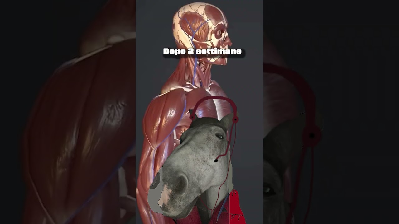 Cosa succede al tuo tricipite se fai 50 dips al giorno per 30 giorni?