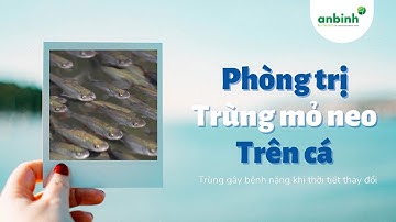 Phương Pháp Điều Trị Dứt Điểm Trùng Mỏ Neo Trên Cá
